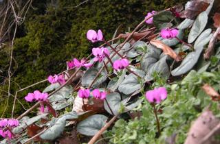 Зимнецветущие кустарники создали выразительные точки в ландшафте — The Spruce