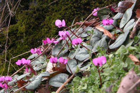 Зимнецветущие кустарники создали выразительные точки в ландшафте — The Spruce