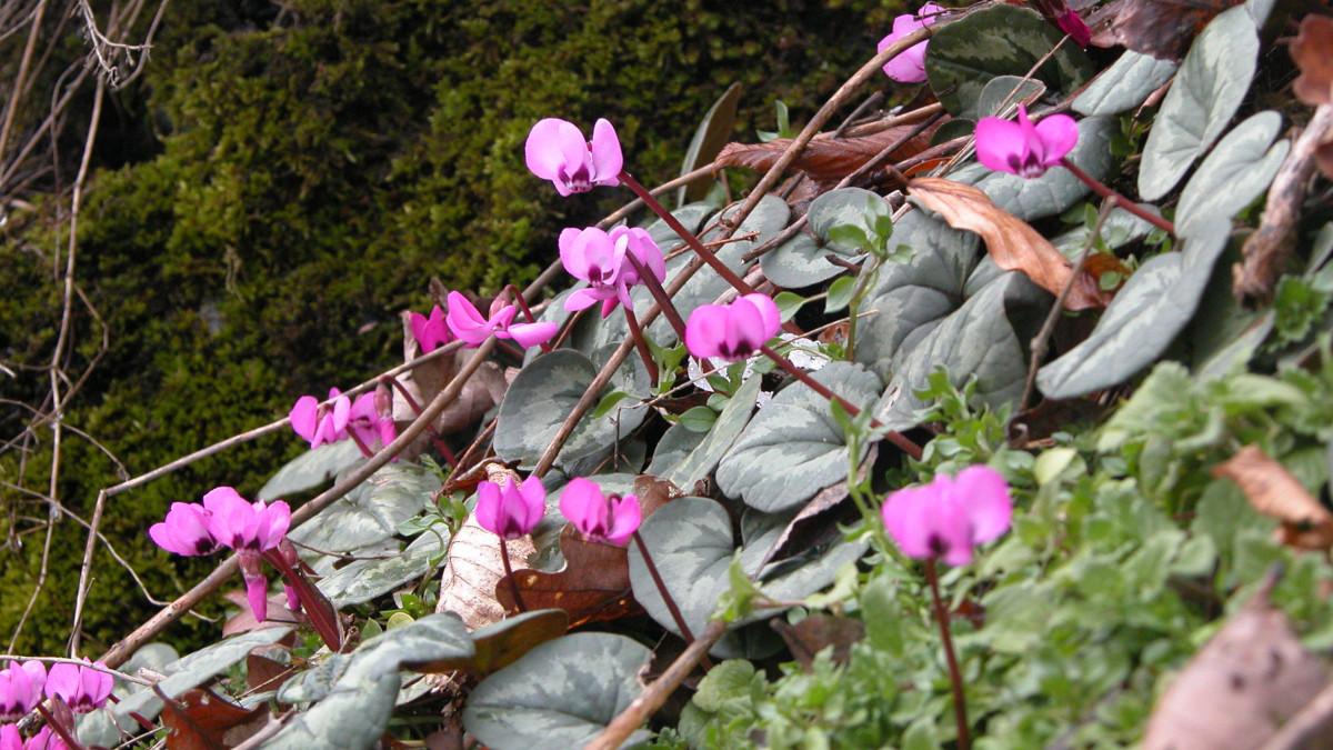 Цикламены на территории курорта Роза Хутор