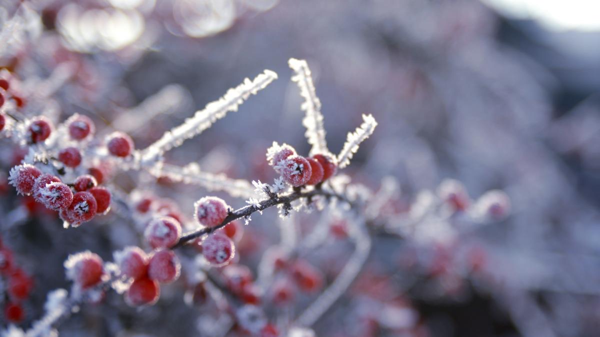 Природа зимой