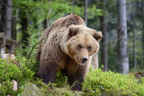 На Камчатке спасли медвежонка, упавшего в резервуар с рыбными отходами