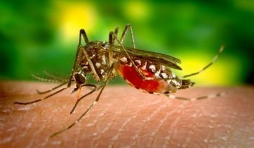 Исследователи: малярийные паразиты научились приспосабливаться