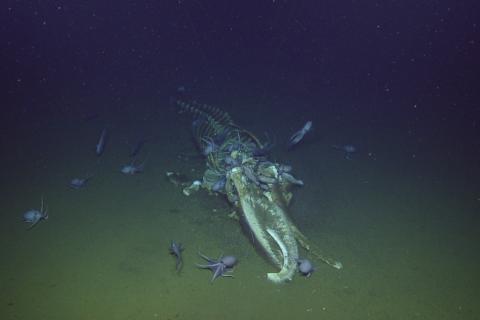 Биологи выявили новые организмы на глубине 4 км в Тихом океане — Ferra.ru