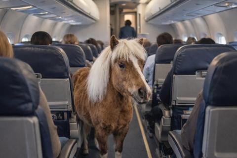 Суд ограничил выпас лошадей в Усть-Цильме — Комиинформ