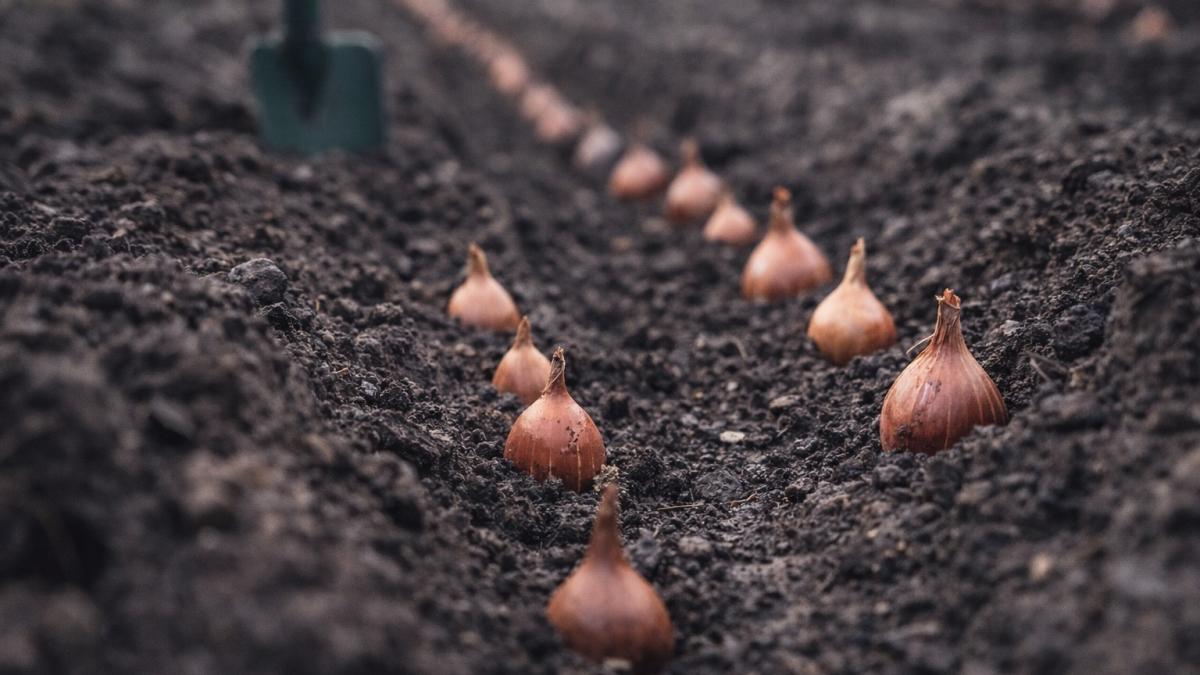 Посадка лука