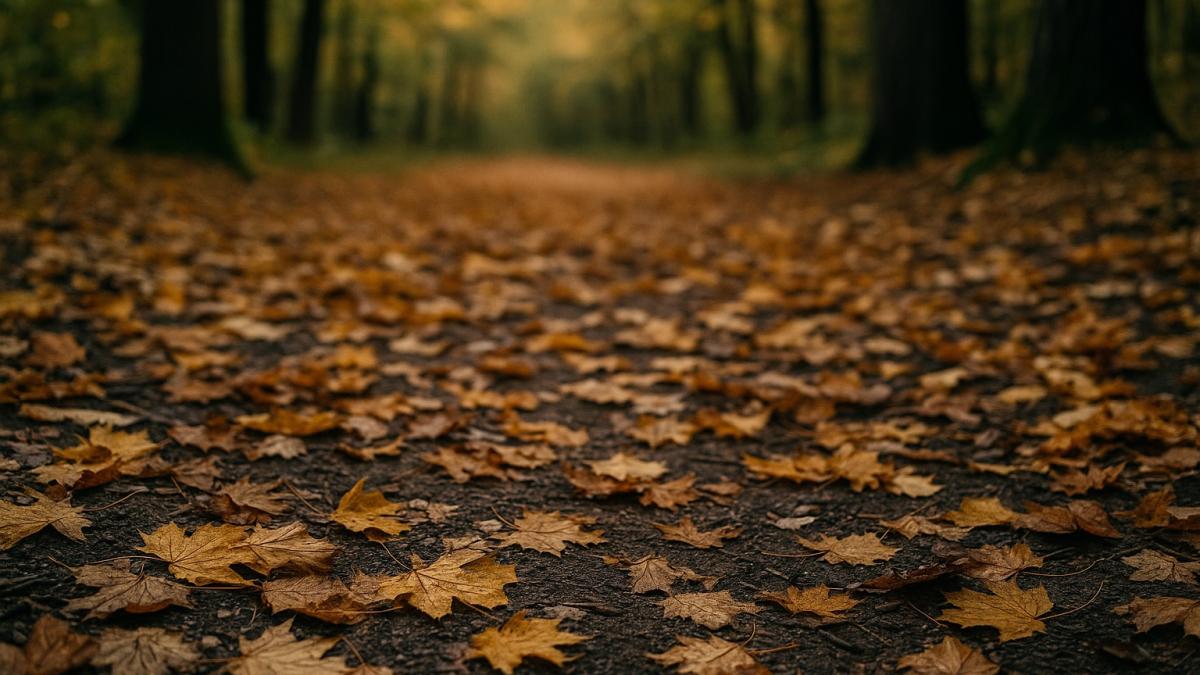 Осенний лес и шорох листвы Осенний лес и шорох листвы