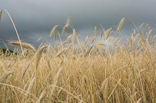 Археологи переписали историю сельского хозяйства: золотой треугольник оказался мифом