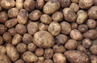 Дроны повысили урожайность картофеля на 9% — СПб ФИЦ РАН