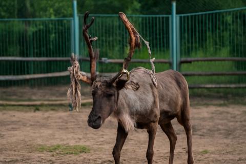 Учёные: пеплопад от вулкана Крашенинникова не представляет угрозы для северных оленей Камчатки