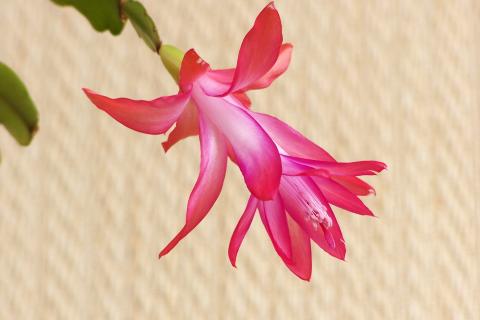 Садовник Хэнкок: рождественский кактус теряет бутоны из-за переувлажнения