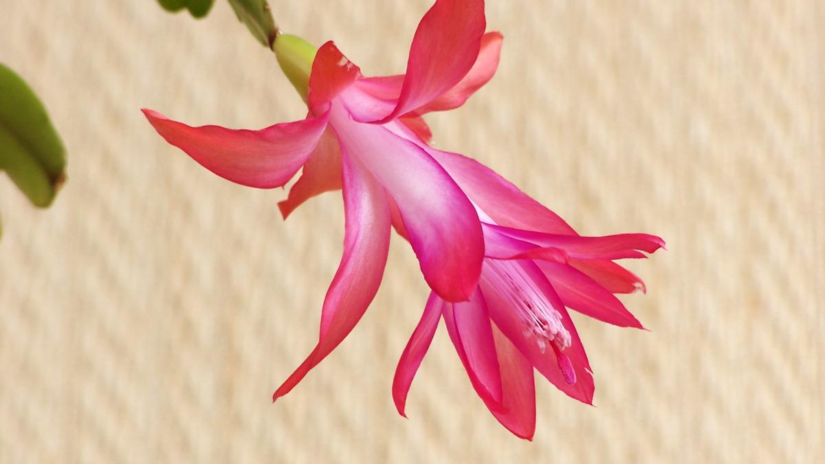 Рождественский кактус (Grudnage)