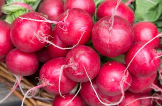Редис сажают скороспелыми сортами для подоконника — Сады России