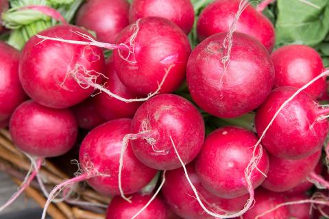 Редис сажают скороспелыми сортами для подоконника — Сады России