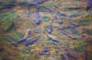 Нерест под контролем: учёные ТИНРО оценили состояние популяций красной рыбы на Чукотке