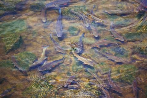 Нерест под контролем: учёные ТИНРО оценили состояние популяций красной рыбы на Чукотке Нерест под контролем: учёные ТИНРО оценили состояние популяций красной рыбы на Чукотке