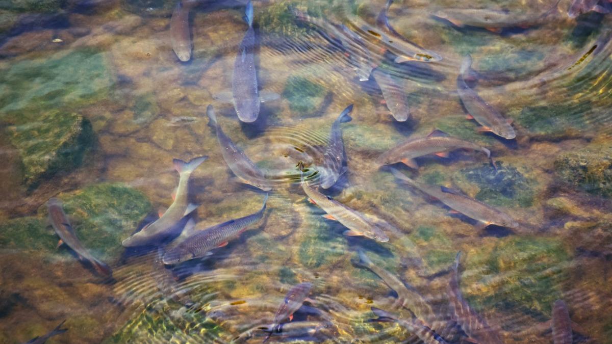 рыба с завода рыба с завода