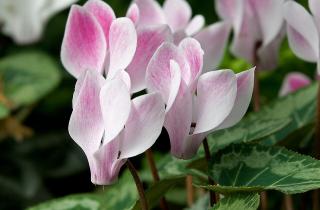 Actualno: цикламен увядает из-за нарушенного режима полива