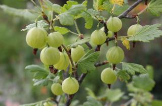Семена крыжовника замачивают перед посадкой — Совершенствуй Среду Обитания