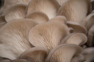 Золотистая вешенка вытесняет местные грибы из лесов США — миколог Джусино