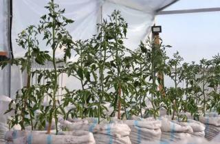 Тысяча квадратов и 12 рабочих мест: в новой теплице Чукотки рассчитывают на январские огурцы