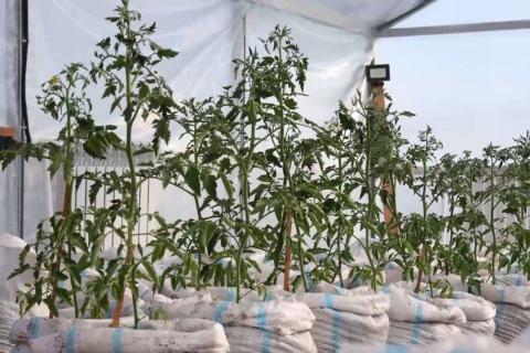 Тысяча квадратов и 12 рабочих мест: в новой теплице Чукотки рассчитывают на январские огурцы