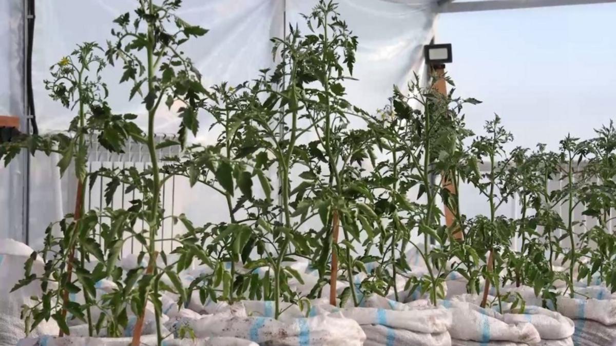 помидоры в теплице