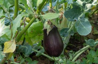 Баклажаны требуют подсветки с октября по март — ЗЕЛЁНЫЕ ПИТОМЦЫ