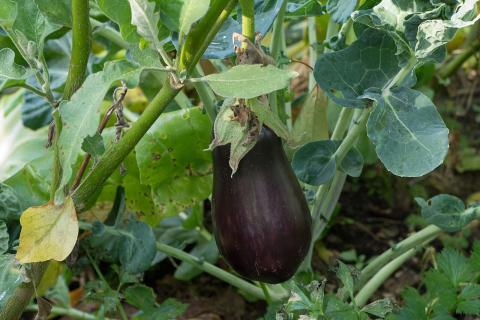 Баклажаны требуют подсветки с октября по март — ЗЕЛЁНЫЕ ПИТОМЦЫ