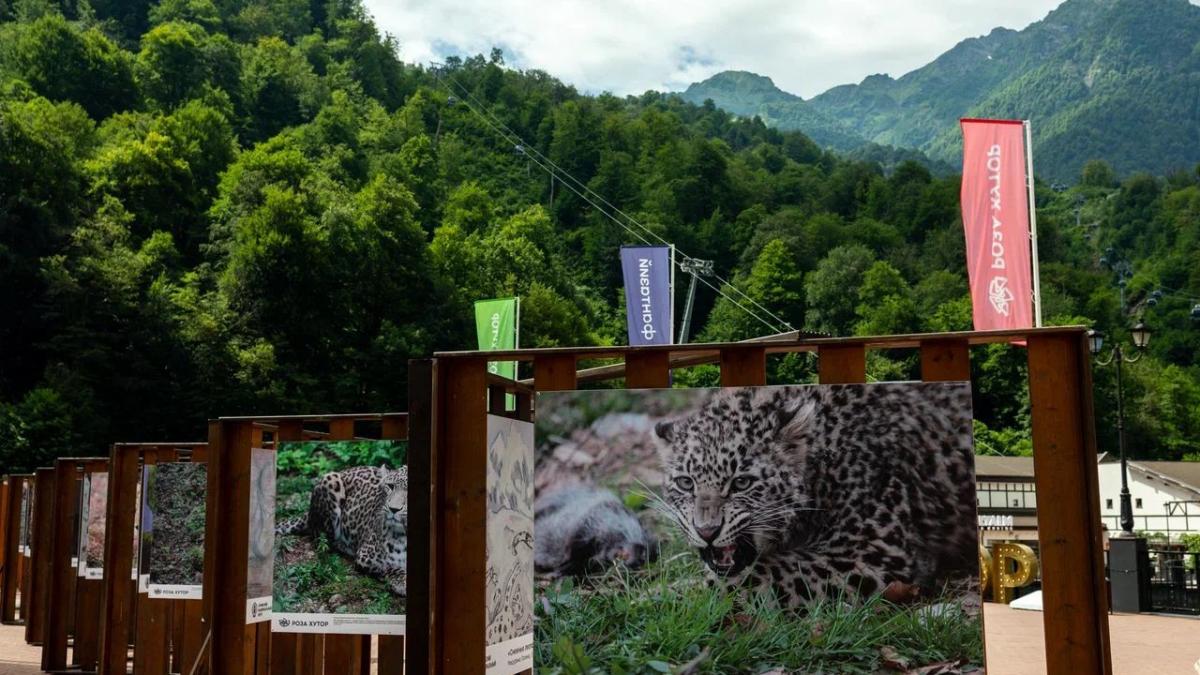 День леопарда на курорте Роза Хутор День леопарда на курорте Роза Хутор