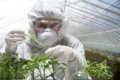 Биотехнологии в сельском хозяйстве для изготовления или модификации продуктов для практических целей Биотехнологии в сельском хозяйстве для изготовления или модификации продуктов для практических целей