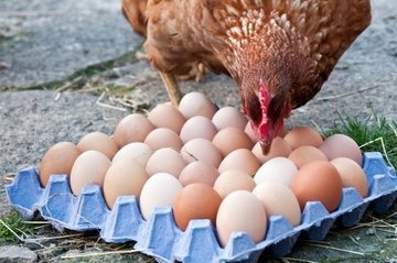 Благодаря биотехнологии куриные яйца могут стать лекарством против рака