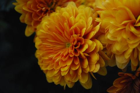 В РАН начали испытания новых гибридов хризантем