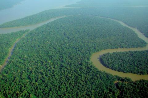 Учёные зафиксировали изменение эволюционной структуры лесов Амазонии