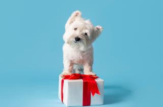 Мягкие игрушки снижают тревожность у малышей — психологи