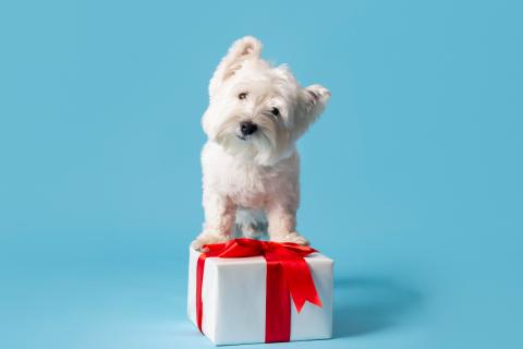 Мягкие игрушки снижают тревожность у малышей — психологи