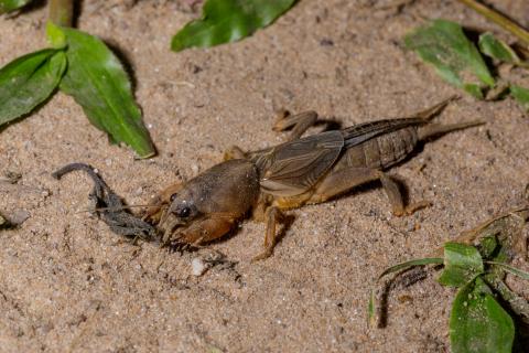 Посев овса снизил риск повреждения растений медведкой — агрономы