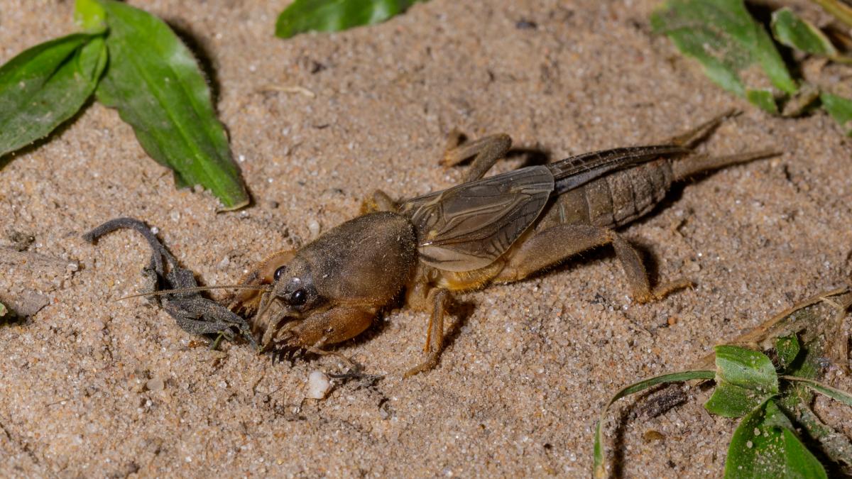 Насекомое медведка