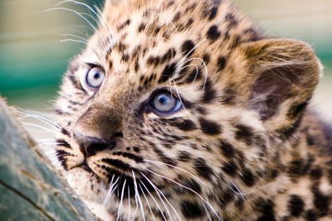 Учёные: индийский леопард признан одним из самых опасных хищников среди кошачьих