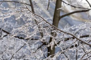 Комнатные растения перевели на редкий зимний полив — цветоводы