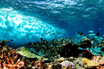 Мировой океан: какие экосистемные услуги он нам предоставляет