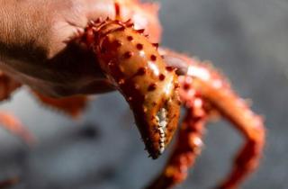 На Камчатке женщину оштрафовали за продажу браконьерской икры — суд