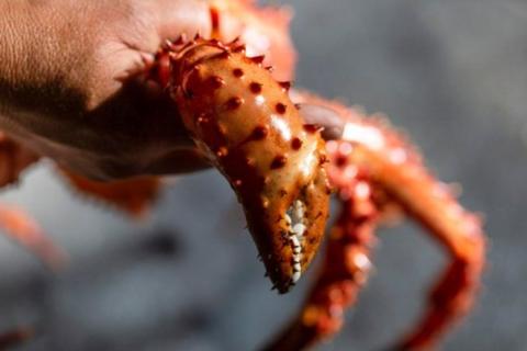 На Камчатке женщину оштрафовали за продажу браконьерской икры — суд