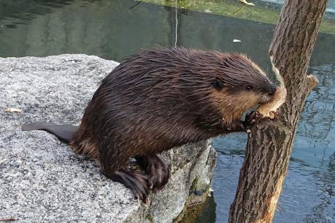 Бобр стал причиной ложного вызова спасателей на карьер — ТОСЭР