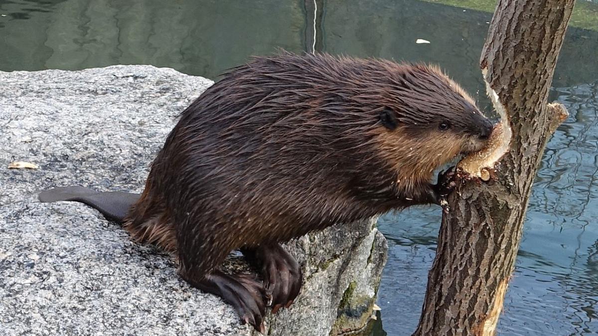 Бобр валит дерево