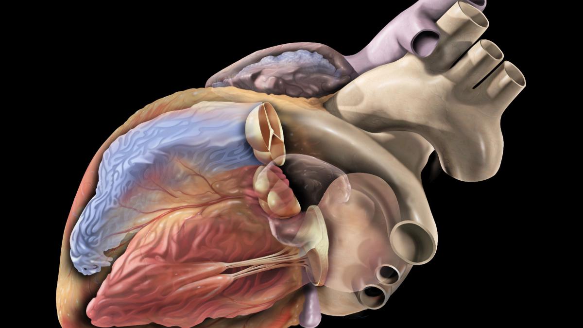 Человеческой сердце