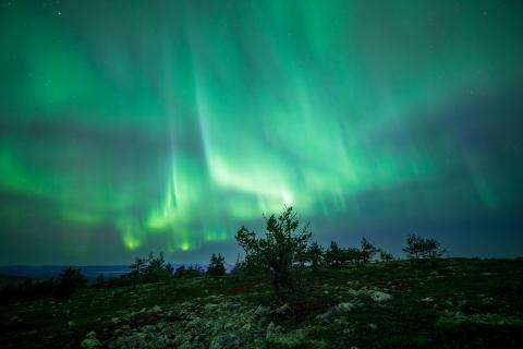 Британцам продали фальшивые туры в Лапландию — Yle