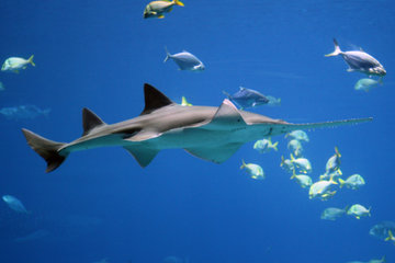 В водах Мадагаскара обнаружили два новых вида пилоносых акул