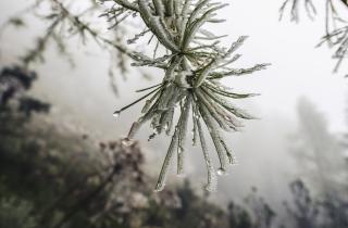 Спасать растения после ледяного дождя можно только в одном случае — садовод Воронова