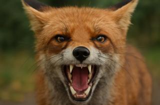 В Тюменской области введен карантин по бешенству в селе Беркут — инфоцентр