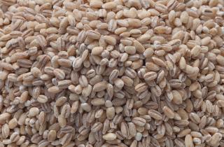 Ячмень гривастый используют как декоративный злак в садах — Sad-i-Dom